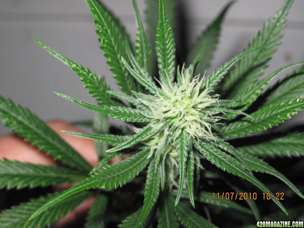 main coloa double diesel end of the 4th week