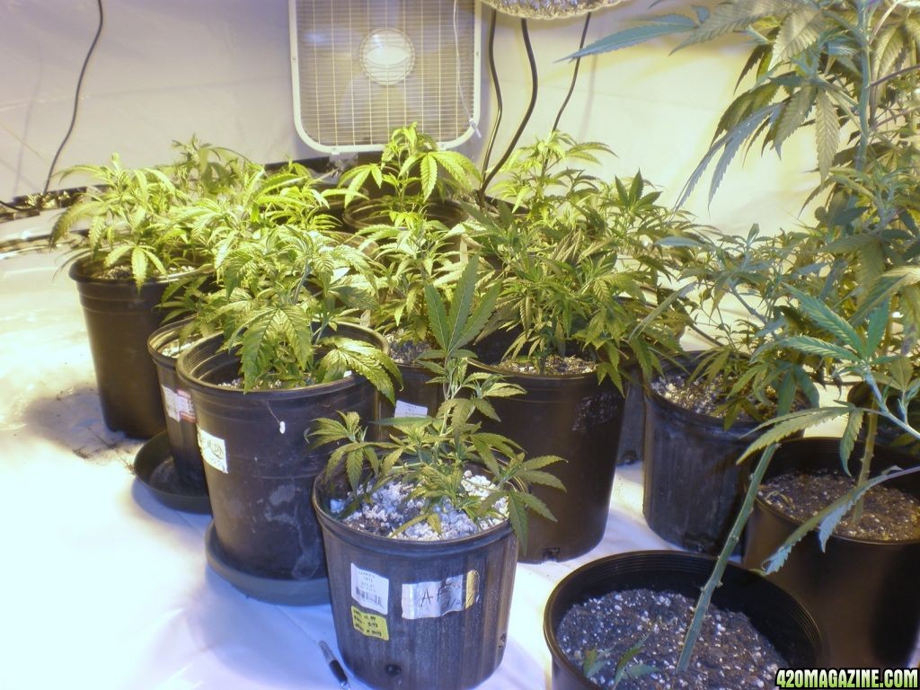 main room 1st week of flower