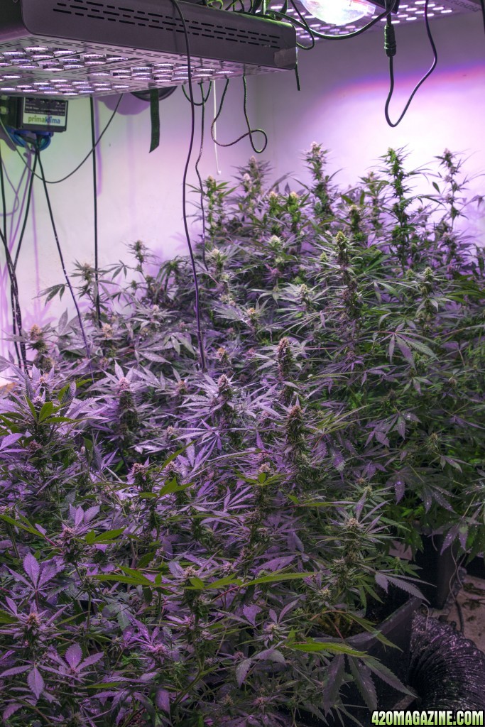 Main room - Flowering day 28