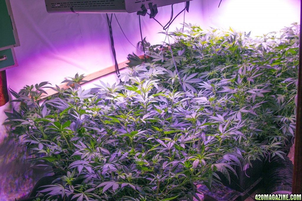 Main room - Flowering day 7