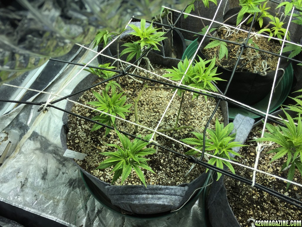 Mainining grow