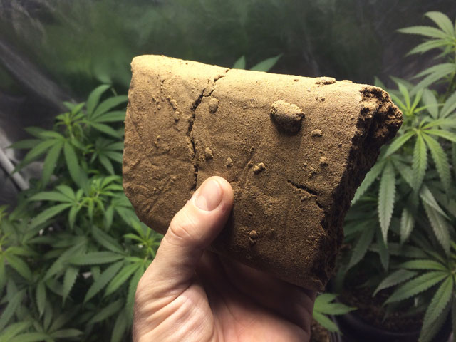 making-hash-like-a-pro-dutch-passion-seed-company-cannabis-weed-hashbrick-weed.jpg