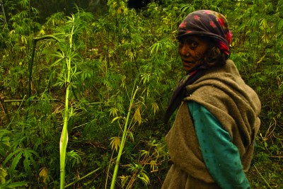 Malana Ganja Farmer