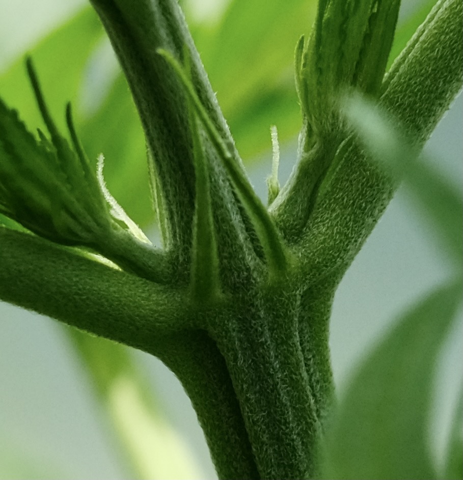 Malawi/Ethiopian x Mulanje - pistils sighted