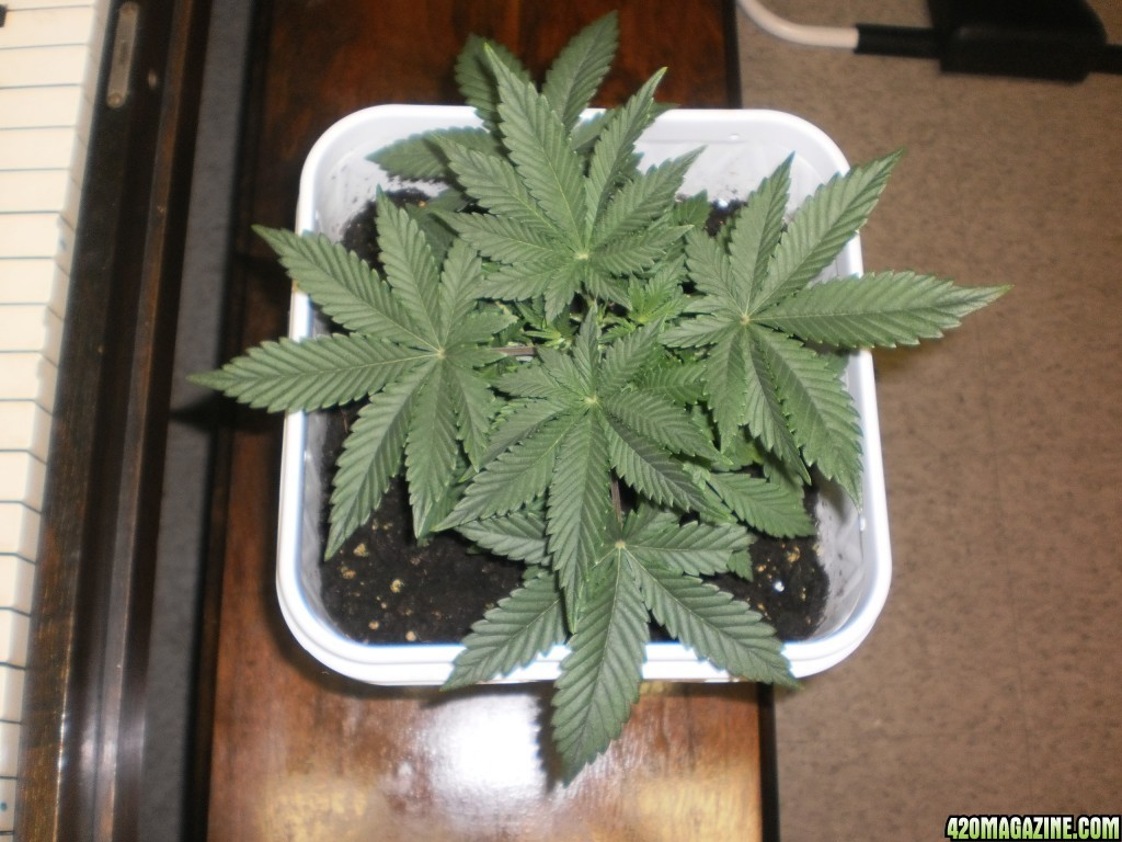 Malawi Gold Auto Fem