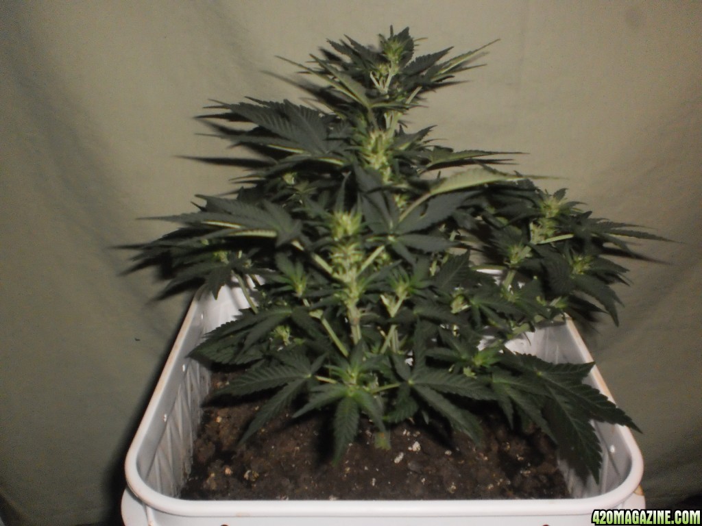 Malawi Gold Auto Fem