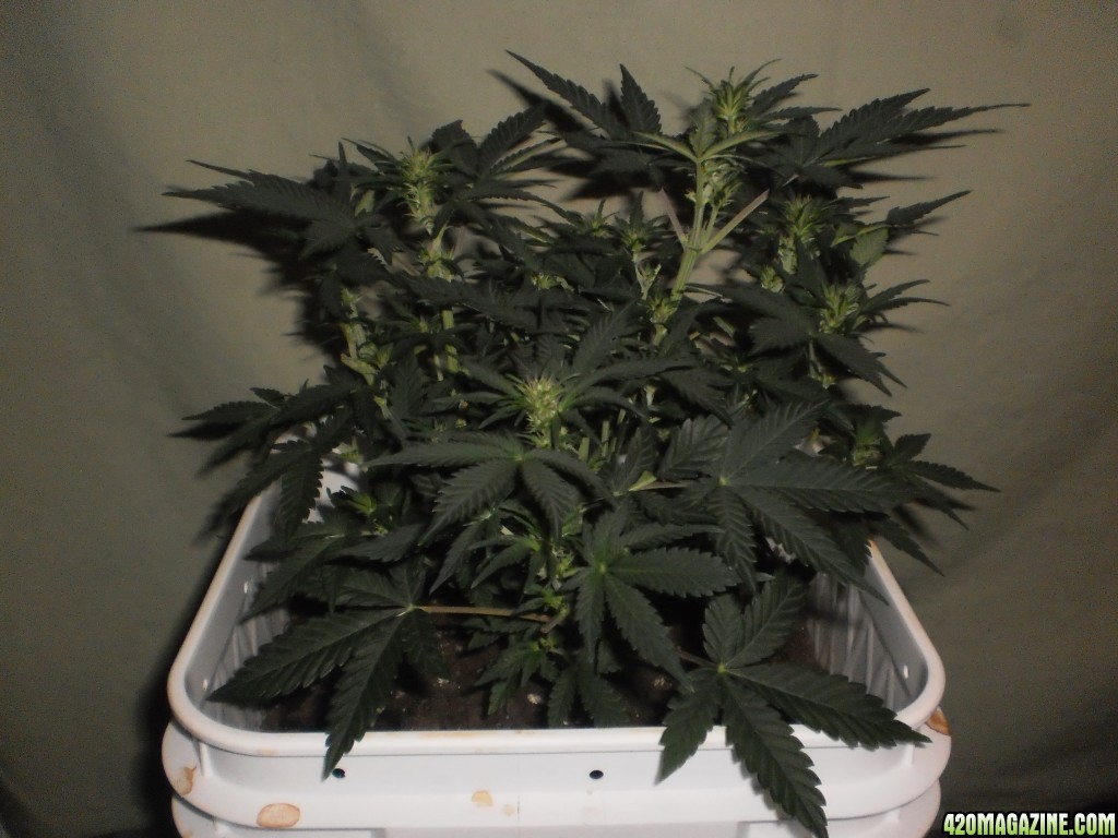 Malawi Gold Auto Fem