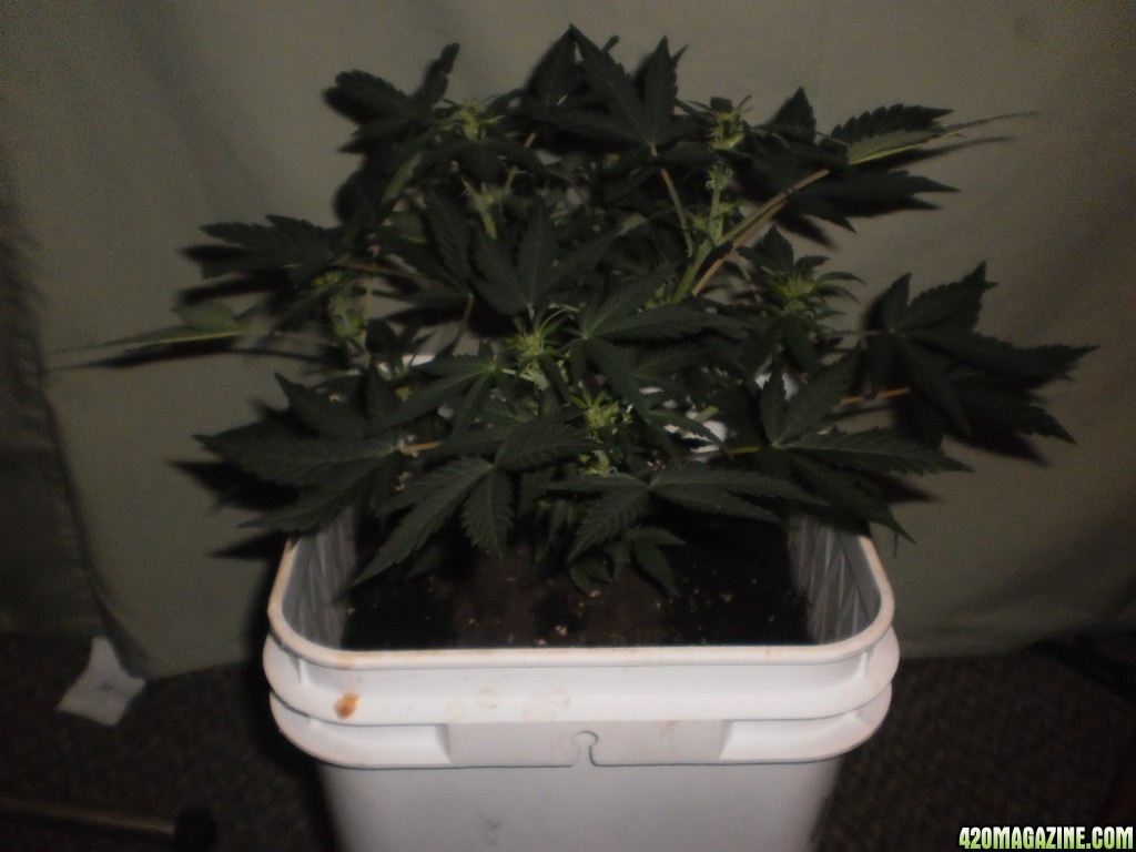 Malawi Gold Auto Fem