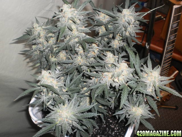 Malawi Gold Auto Fem