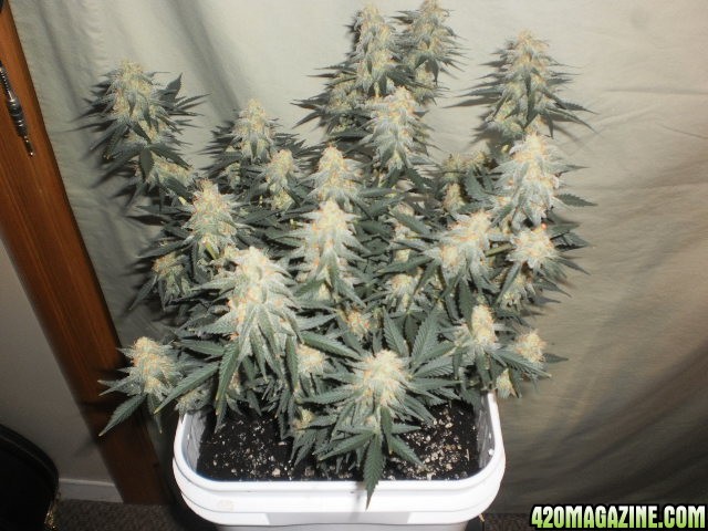 Malawi Gold Auto Fem