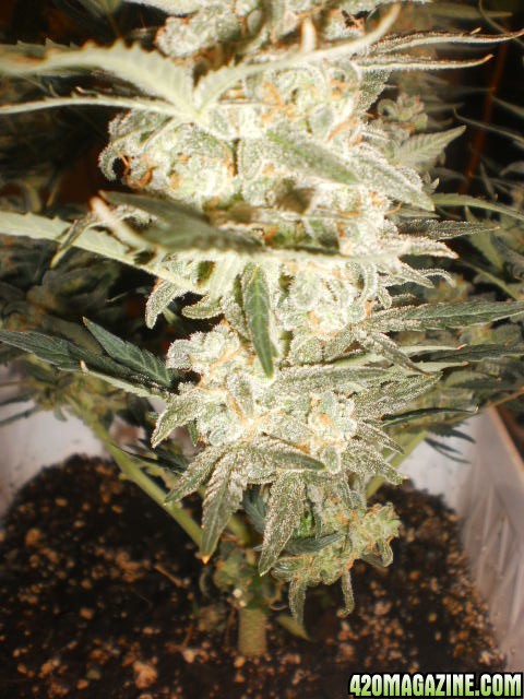 Malawi Gold Auto Fem