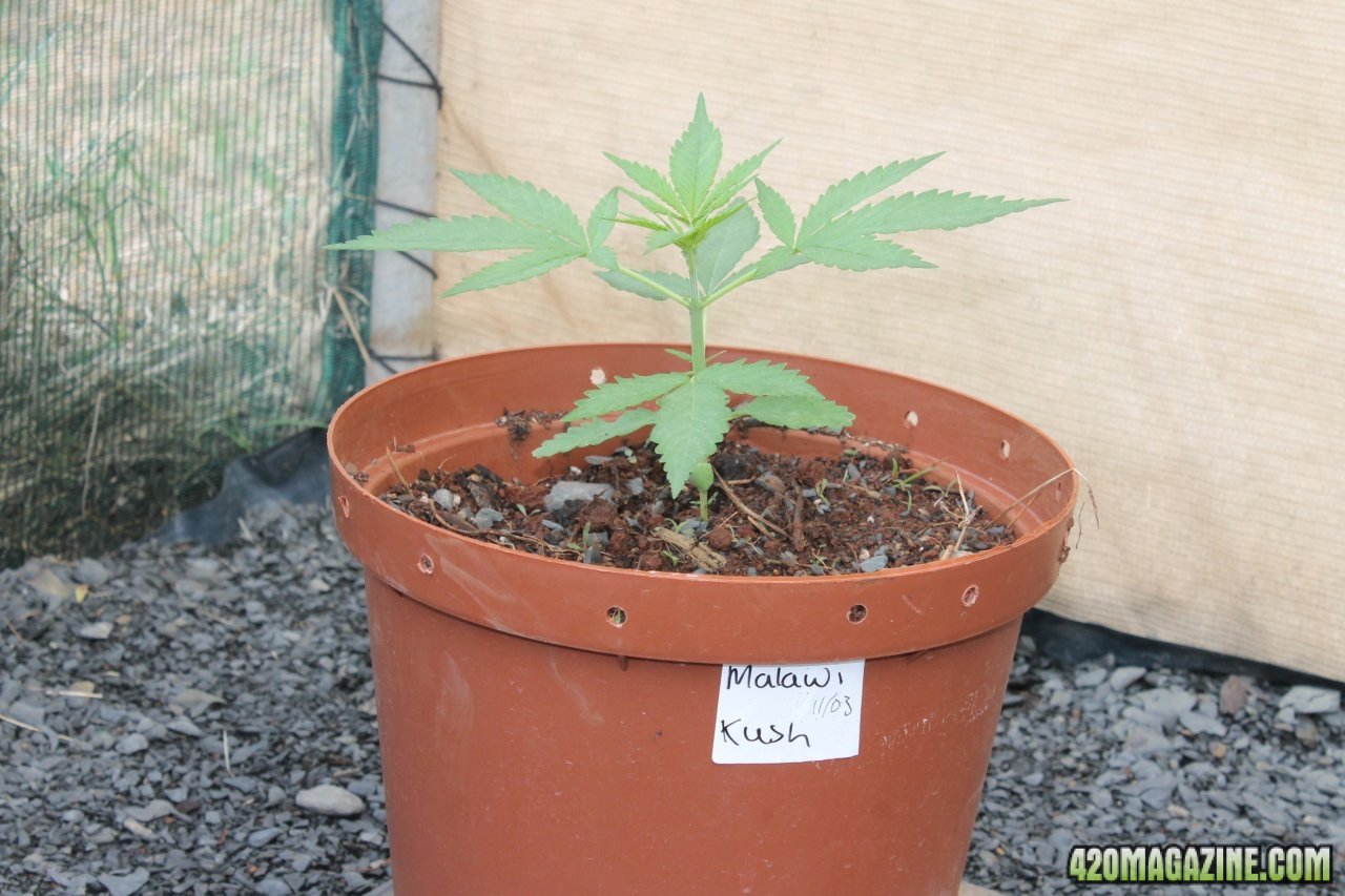 Malawi Kush........unknown