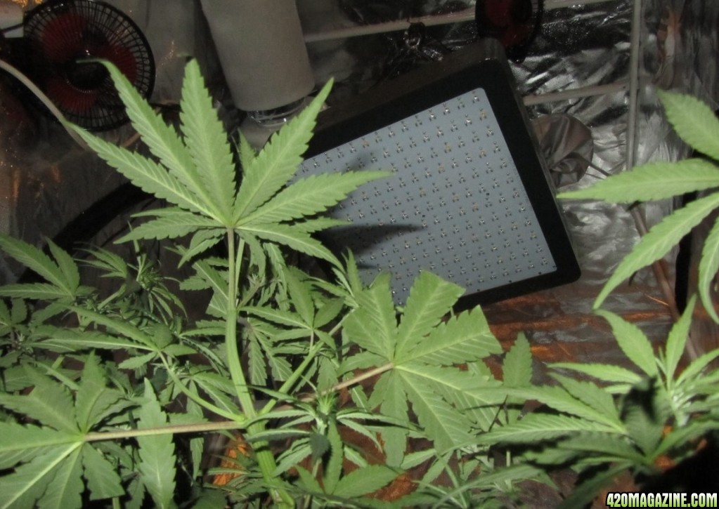 Malawi reg., Sativa Landrace from Africa