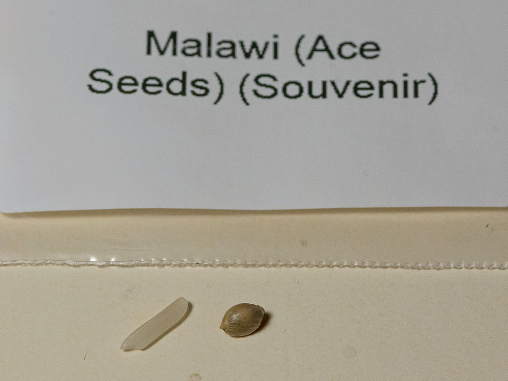 Malawi seed.jpg