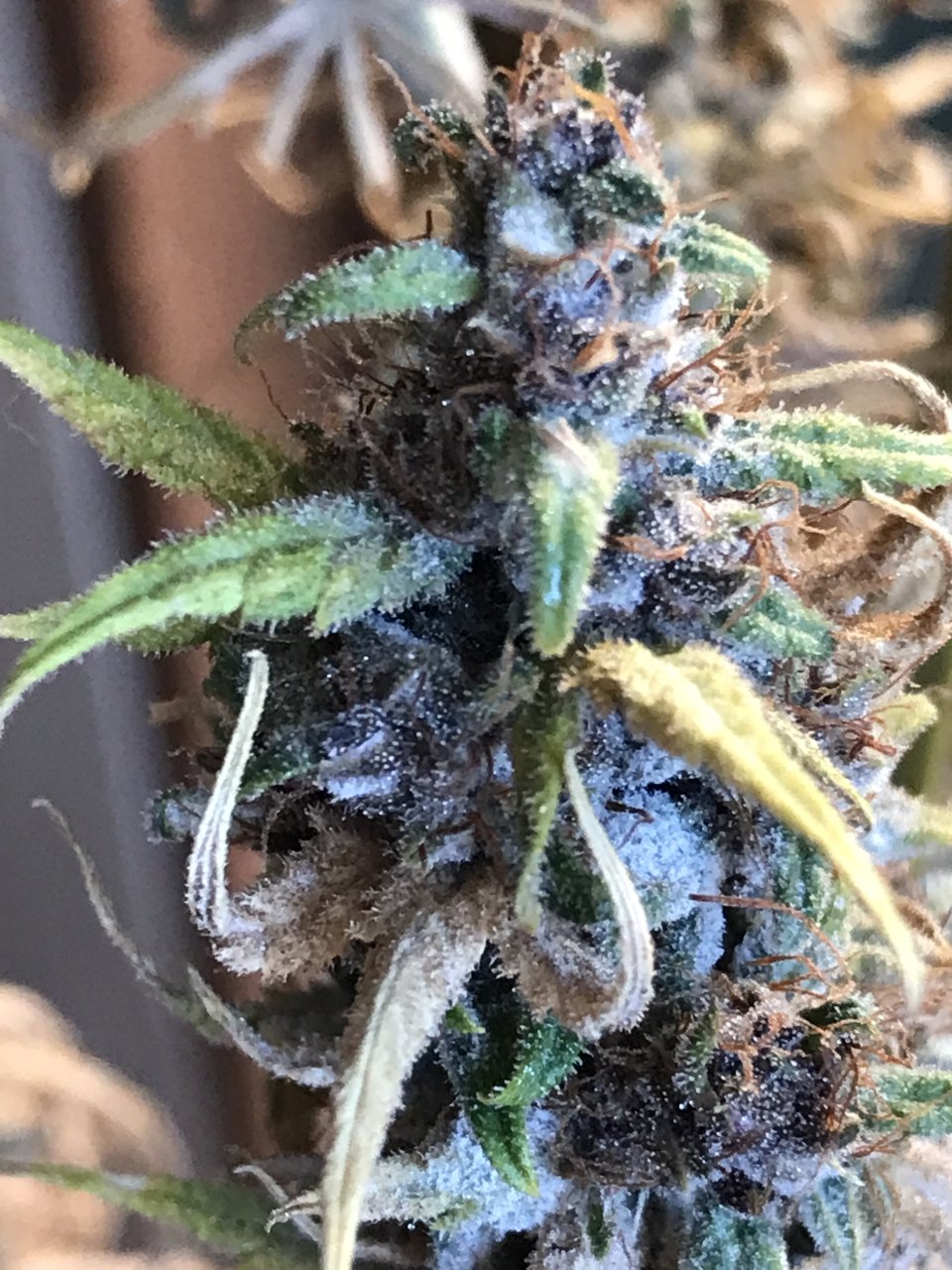 Malawi x Pakistani Chitral Kush-Day 62F-b.JPG