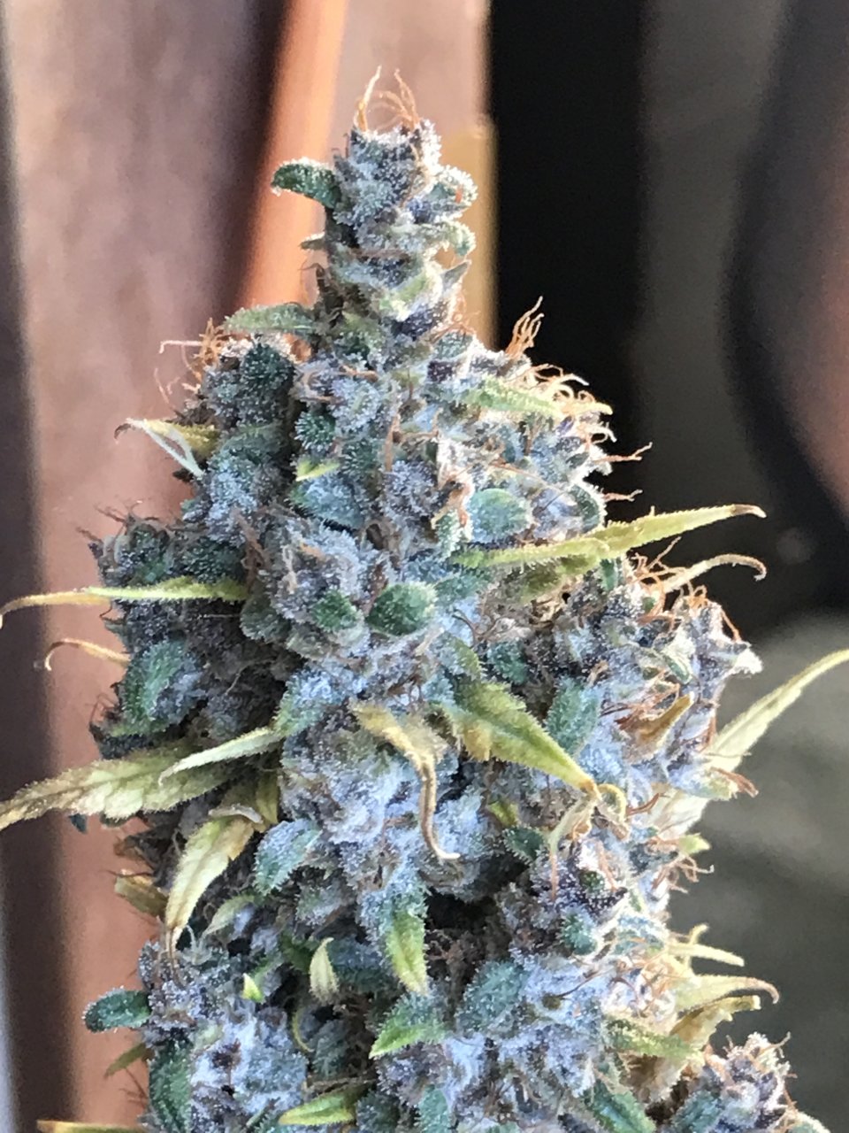 Malawi x Pakistani Chitral Kush-Day 62F-c.JPG