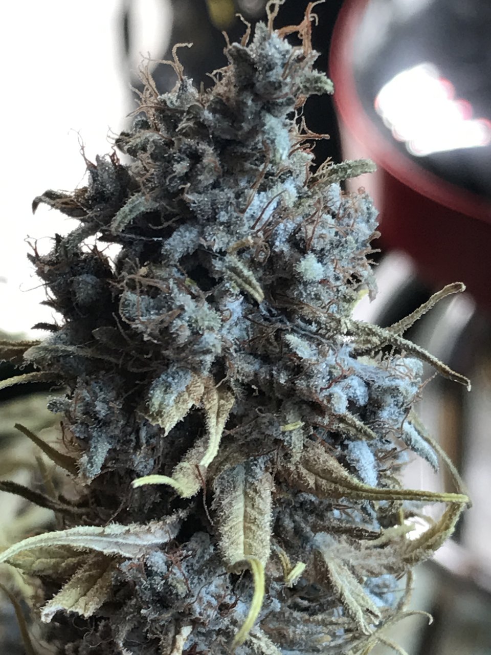 Malawi x Pakistani Chitral Kush-Day 73-f.JPG