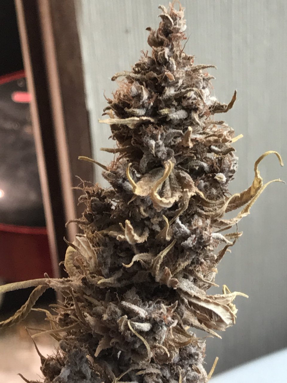 Malawi x Pakistani Chitral Kush-Day 73F-l.JPG