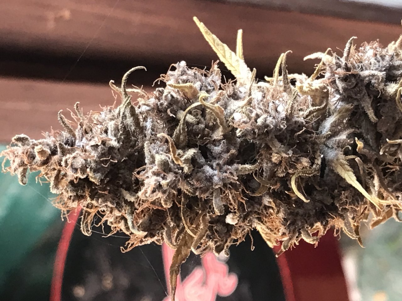 Malawi x Pakistani Chitral Kush-Day 73F-m.JPG