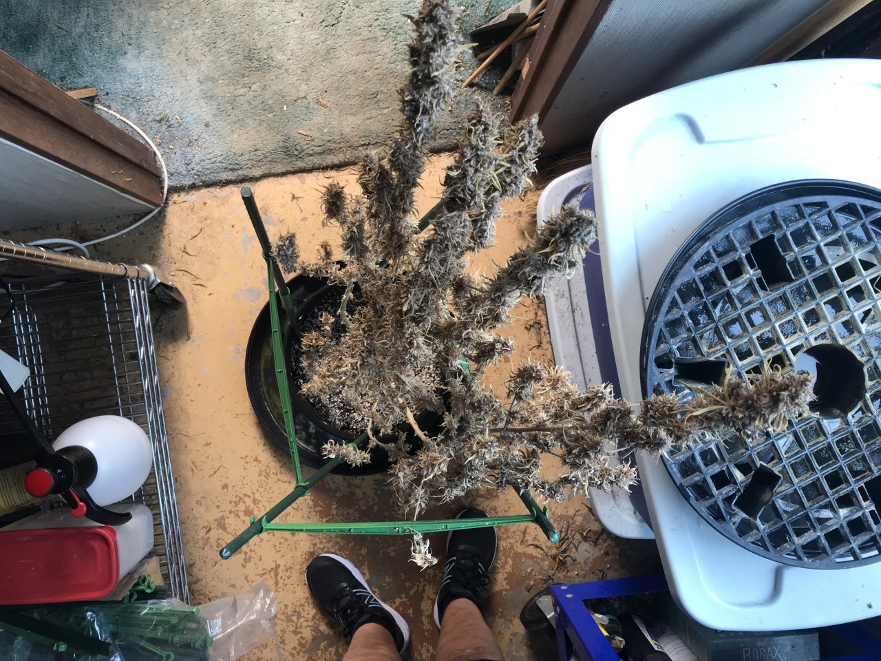 Malawi x Pakistani Chitral Kush-Day 73F-n.JPG