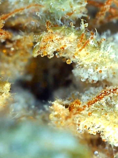 Malawi x Pakistani Chitral Kush-Day 78F Trichomes-b.jpg