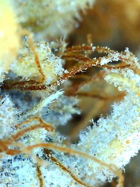 Malawi x Pakistani Chitral Kush-Day 78F Trichomes-d.jpg