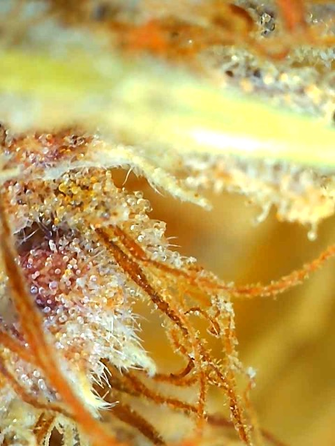 Malawi x Pakistani Chitral Kush-Day 78F Trichomes-e.jpg