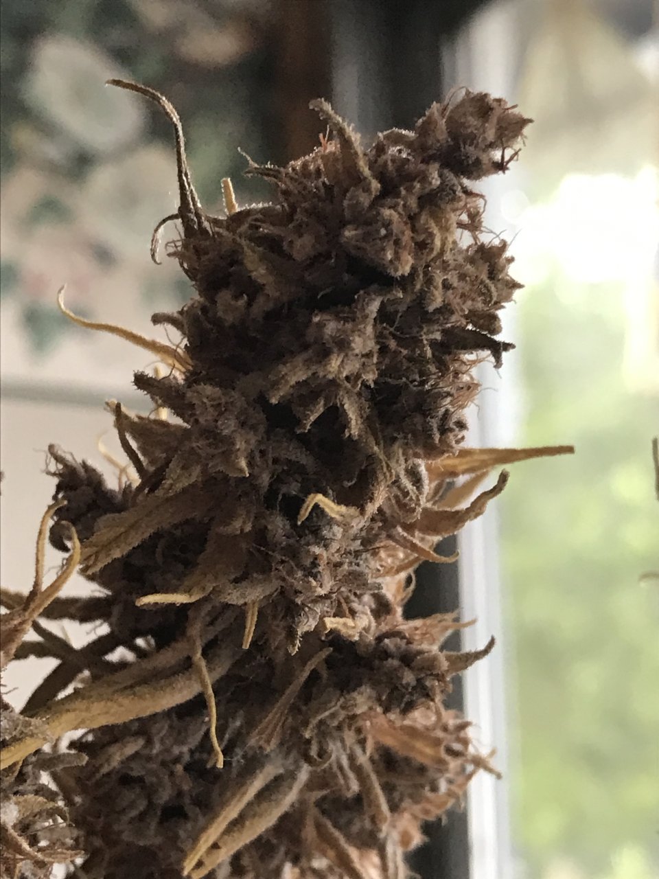 Malawi x Pakistani Chitral Kush-Day 81F-i.JPG