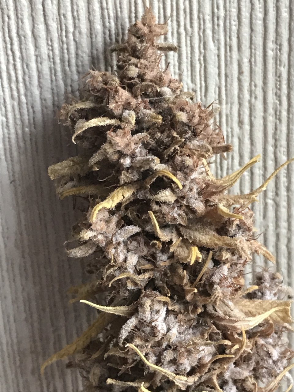 Malawi x Pakistani Chitral Kush-Day 81F-l.JPG