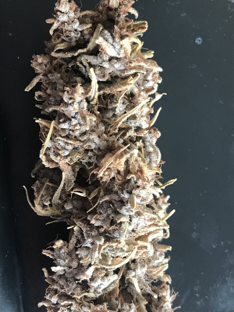 Malawi x Pakistani Chitral Kush-Trim Day-o.JPG