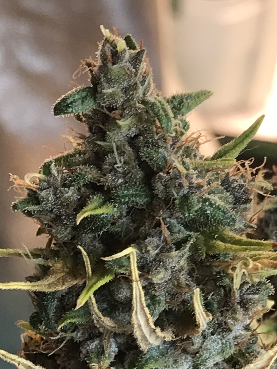 Malawi x PCK-Day 54F-z7.JPG