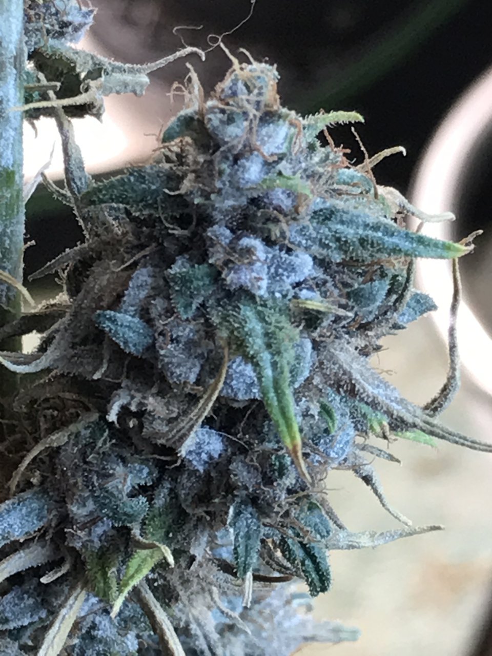 Malawi x PCK-Day 54F-z8.JPG