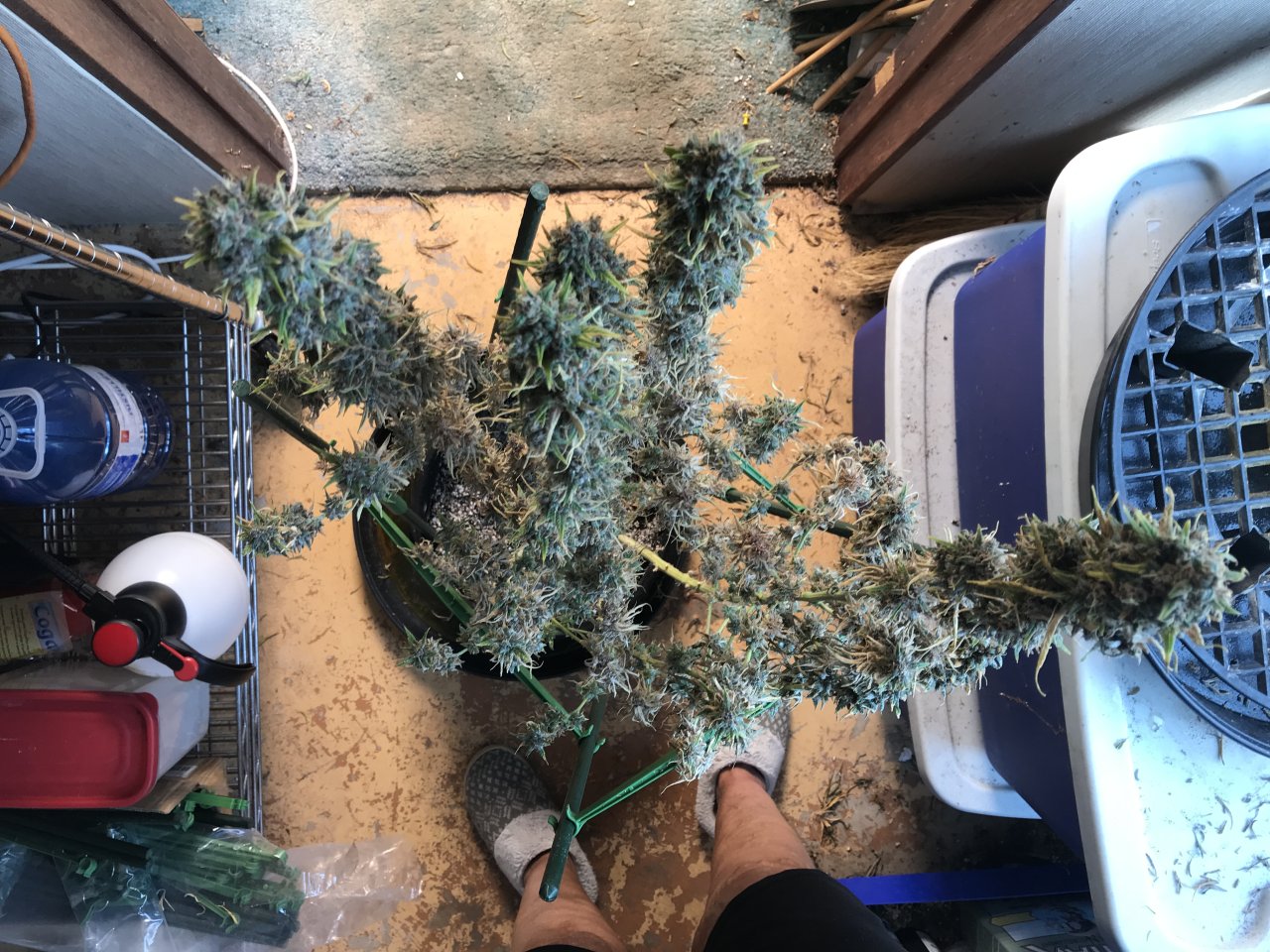 Malawi x PCK-Day 54F-z9.JPG