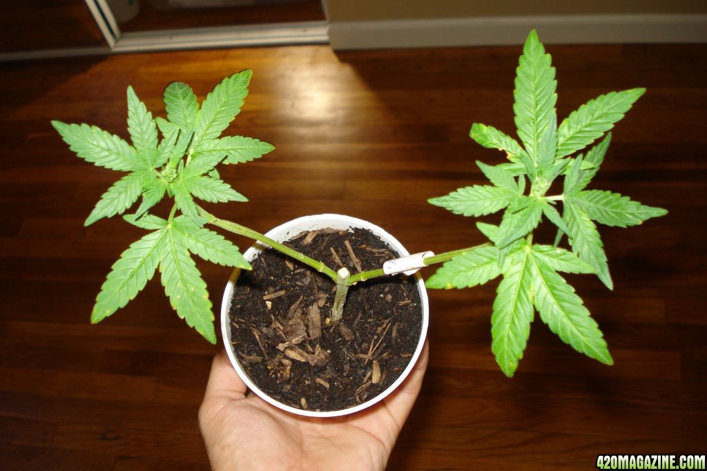 male cannabis plant