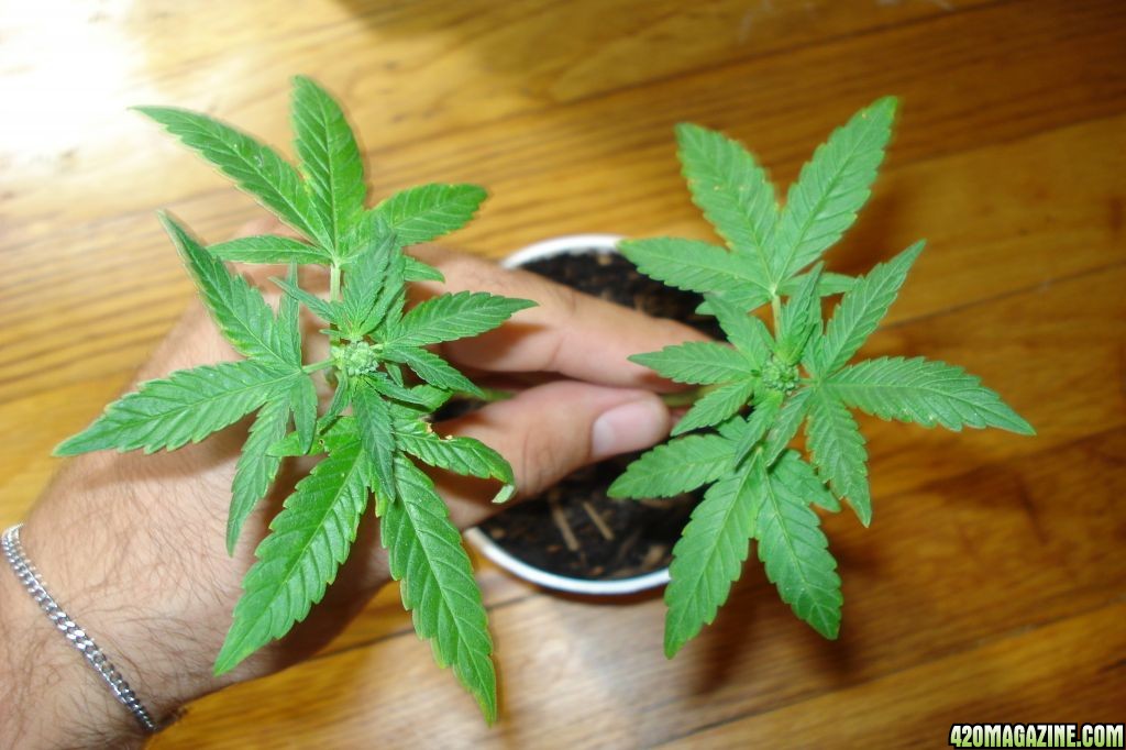 male cannabis plant