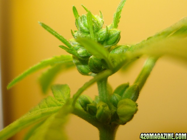 male cannabis plant