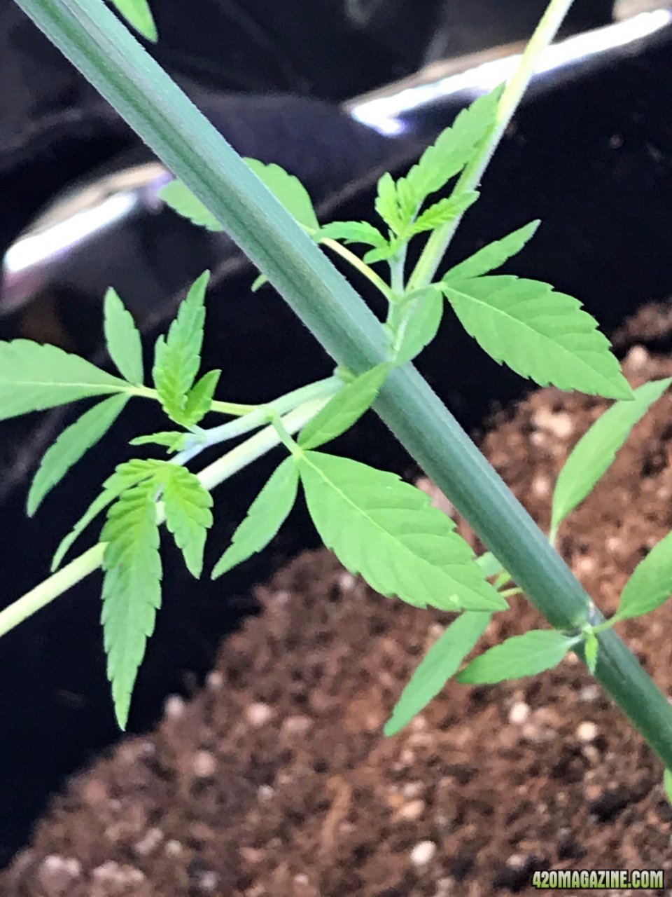 Male female? Strain??