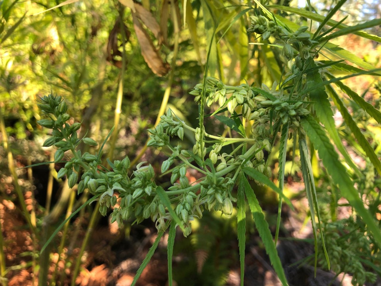 Male flowers open pollination Vancouver Island genetics