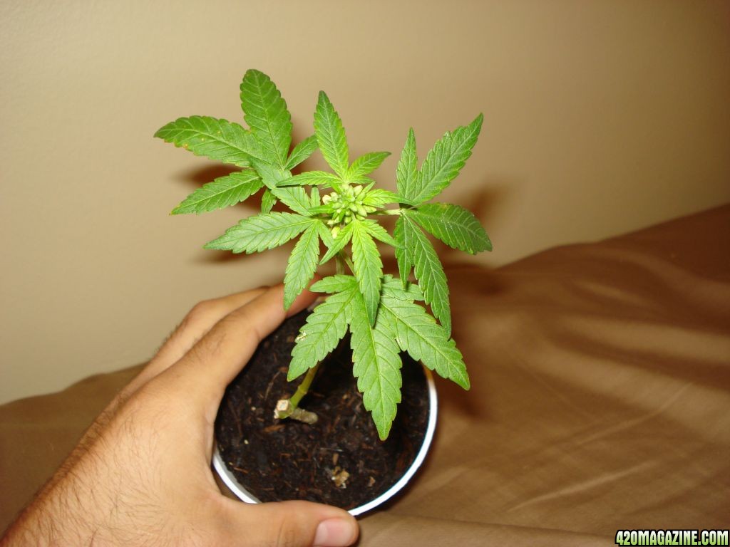 male indica plant