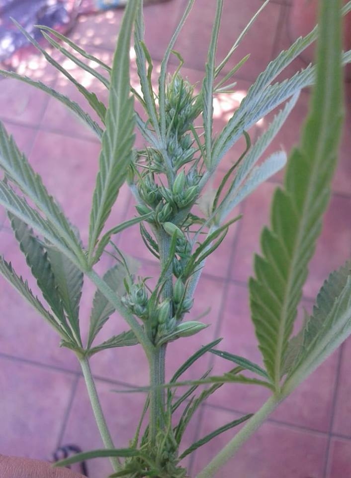 Male Plant.jpg