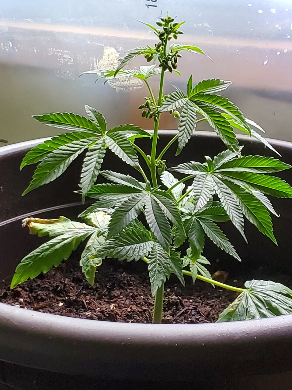 Male Pot plant