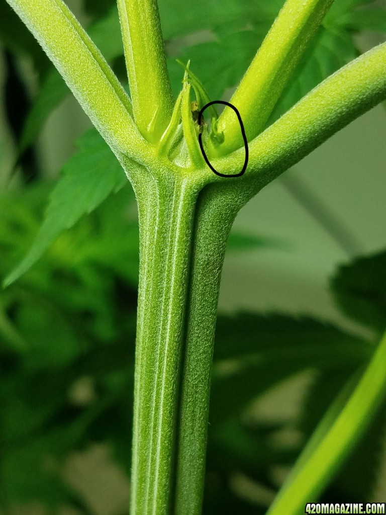 Male preflower?