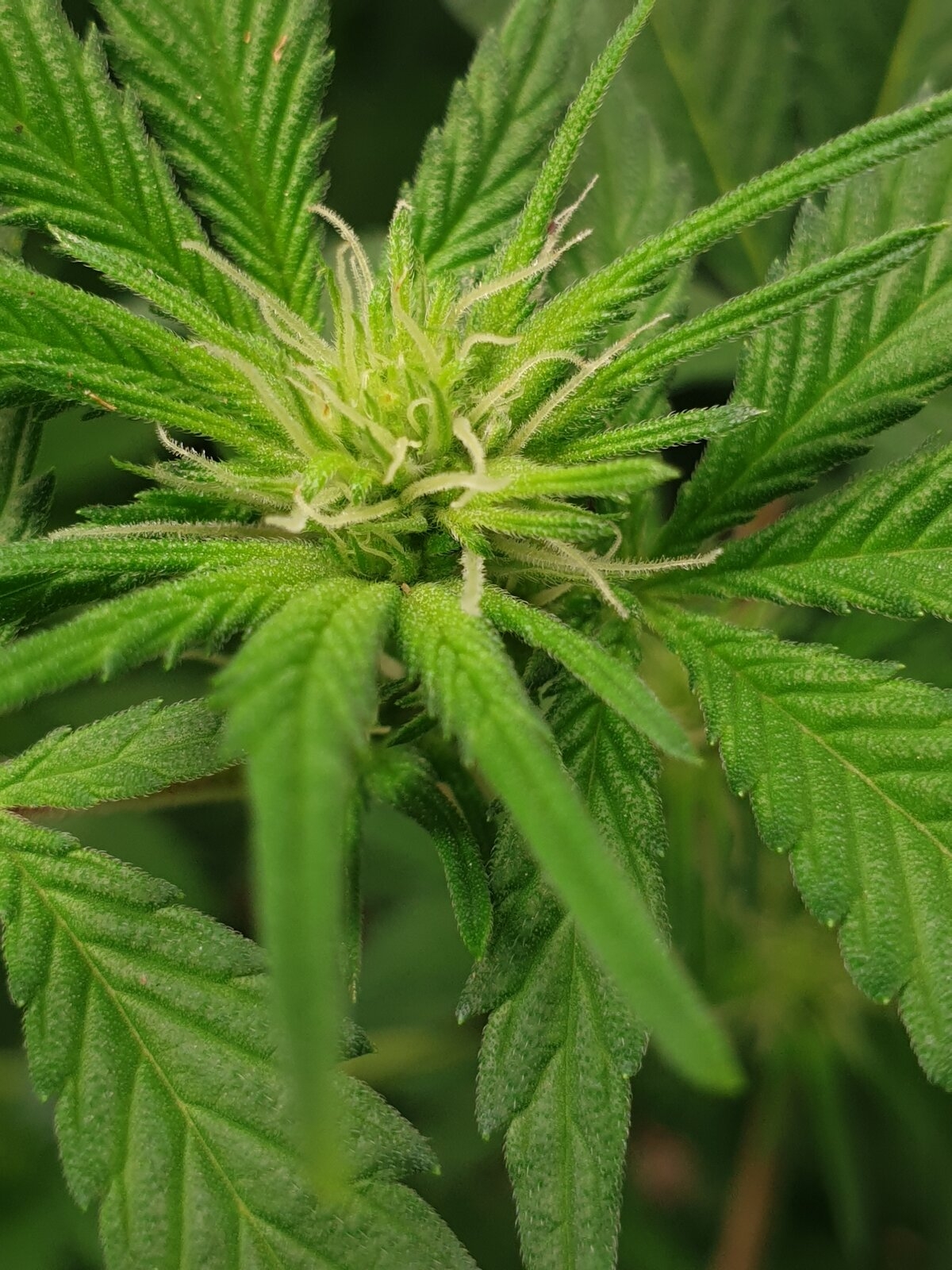 Male room 17 days into flower (2).jpg