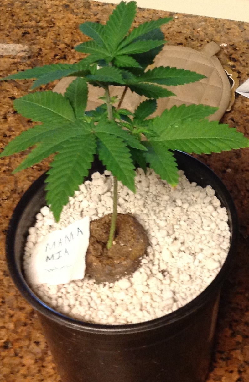 Mama Mia day 42 from seed.jpg