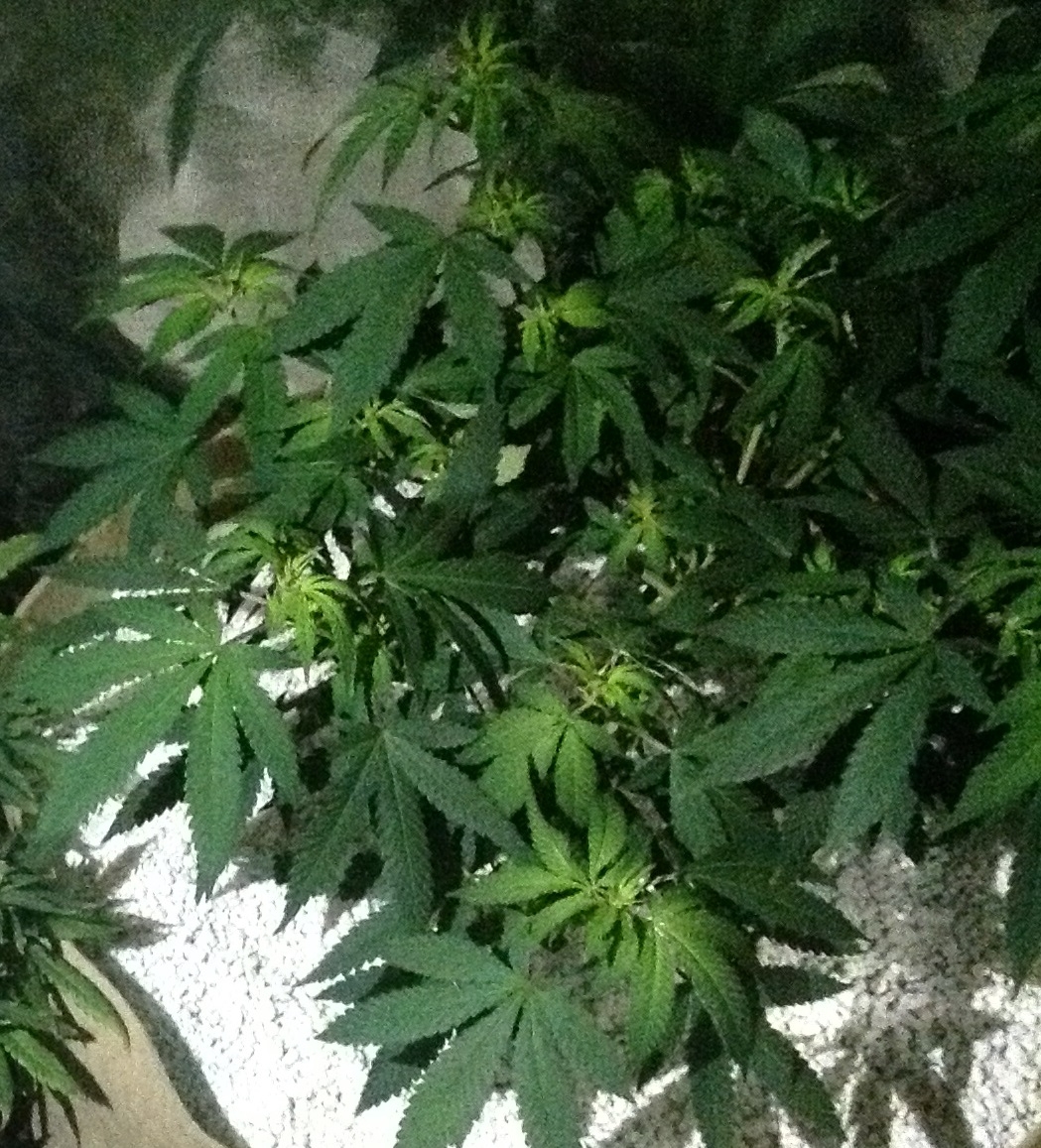 mama mia day 7 of flower.jpg