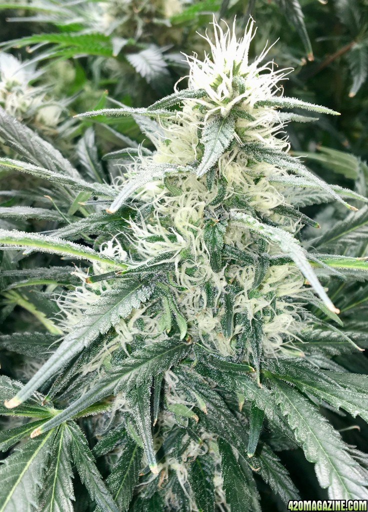 Mama Thai x Pineapple Chunk grow