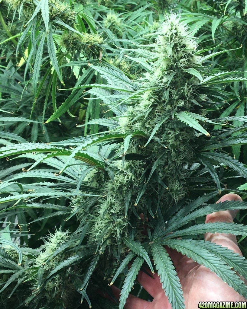 Mama Thai x Pineapple Chunk grow