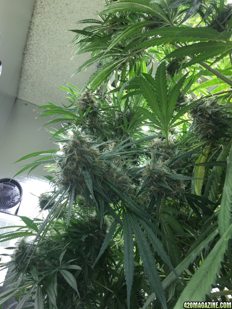 Mama Thai x Pineapple Chunk grow