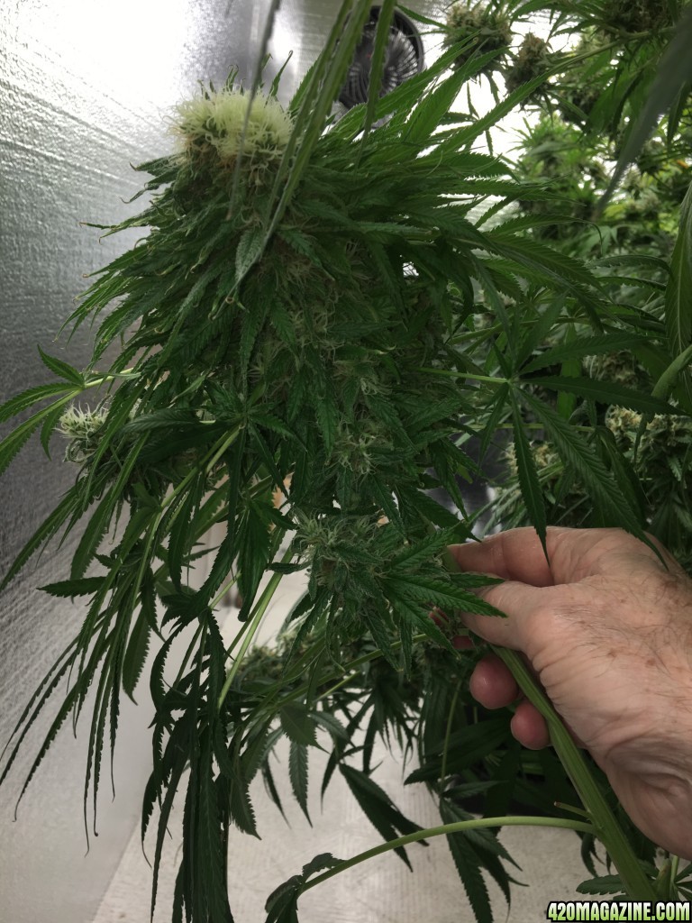 Mama Thai x Pineapple Chunk grow