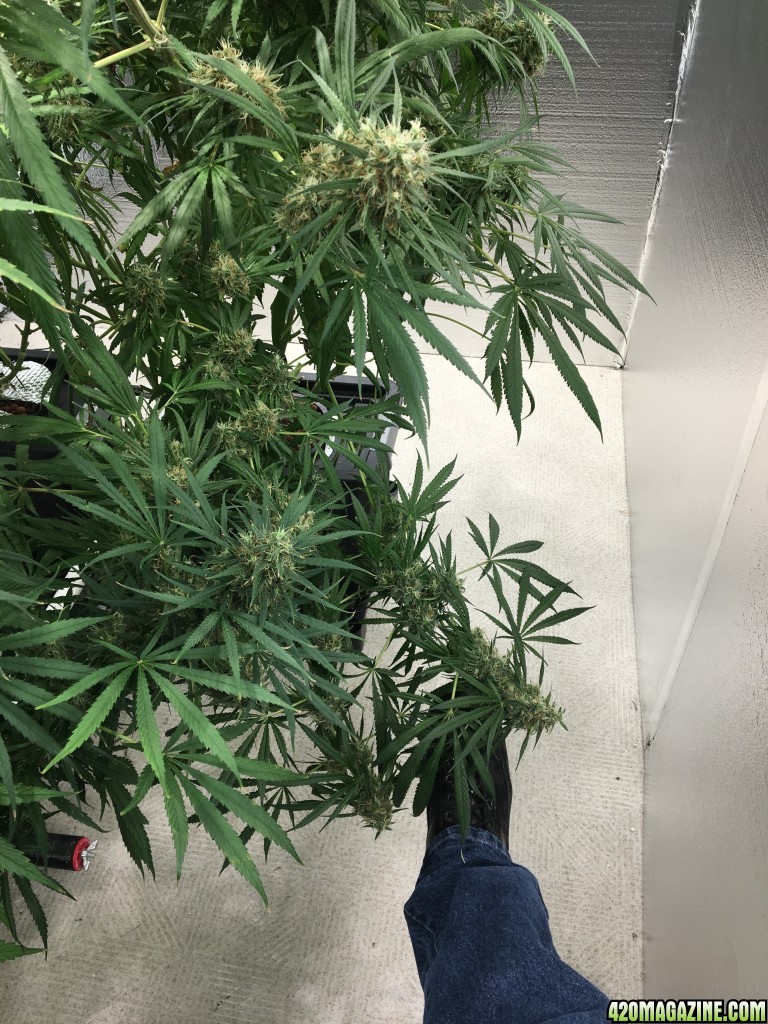 Mama Thai x Pineapple Chunk grow